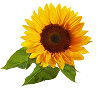 Sunflower Seed Oil