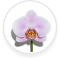 Orchid