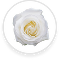 White Rose
